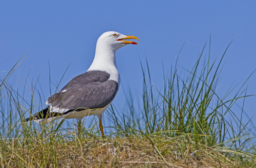 Racek stříbřitý  (Larus argentatus)  IMG_9224ok