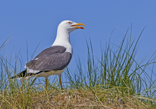 Racek stříbřitý  (Larus argentatus)  IMG_9224ok